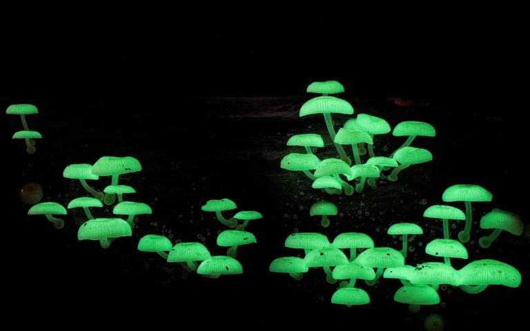 bioluminescent fungi parinight are so cool