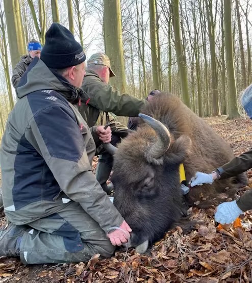A group of conservationists in a forest kneels beside a tranquilized European bison (Bison bonasus), fitting it with a GPS collar for tracking. The bison is lying on a bed of leaves, surrounded by people in cold-weather gear. One person holds its head gently while another appears to be administering care or collecting data.