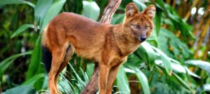 A dhole (Cuon alpinus), also known as the Asiatic wild dog, stands alert on a branch amidst dense tropical foliage. The reddish-brown canid with a bushy black-tipped tail gazes directly at the camera with erect ears and piercing amber eyes.