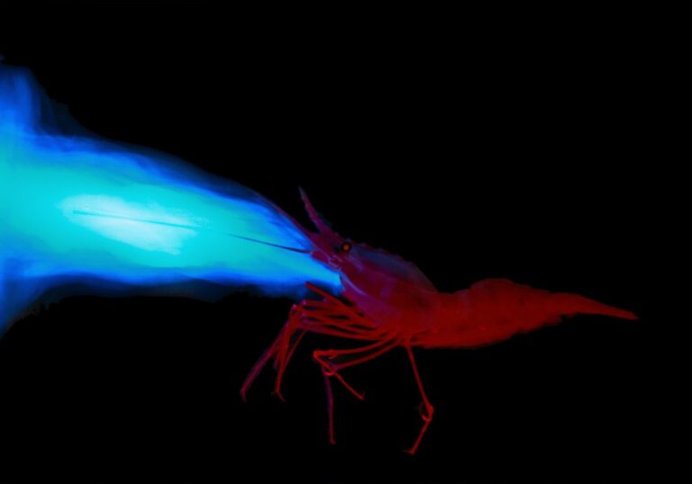 bioluminescent shrimp parinight